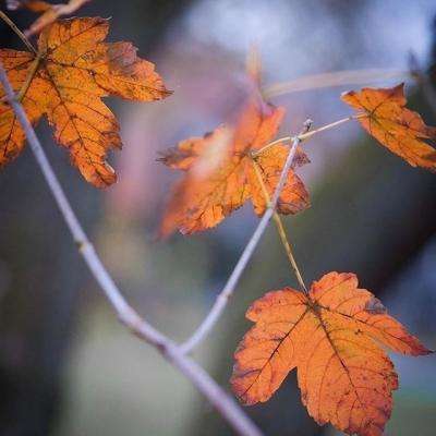 爱游戏平台截图